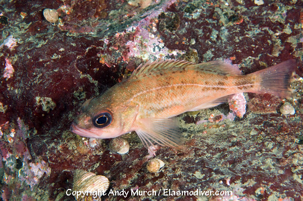 Puget Sound Rockfish Pictures Images Of Sebastes Emphaeus